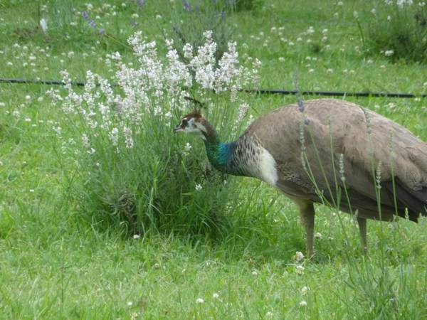 Mulberry Lavender Farm and B&B