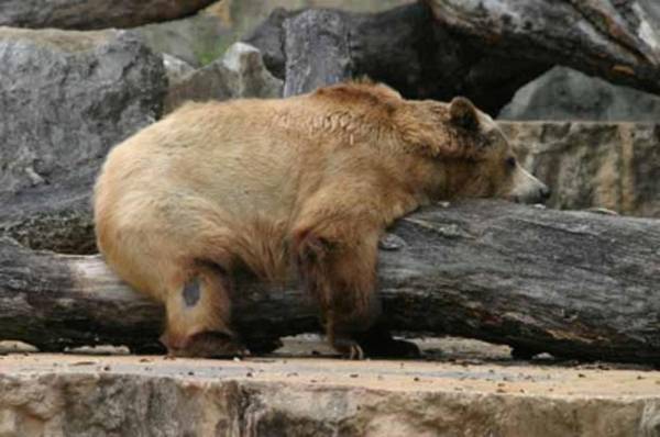 Residence Inn by Marriott San Antonio Airport/Alamo Heights