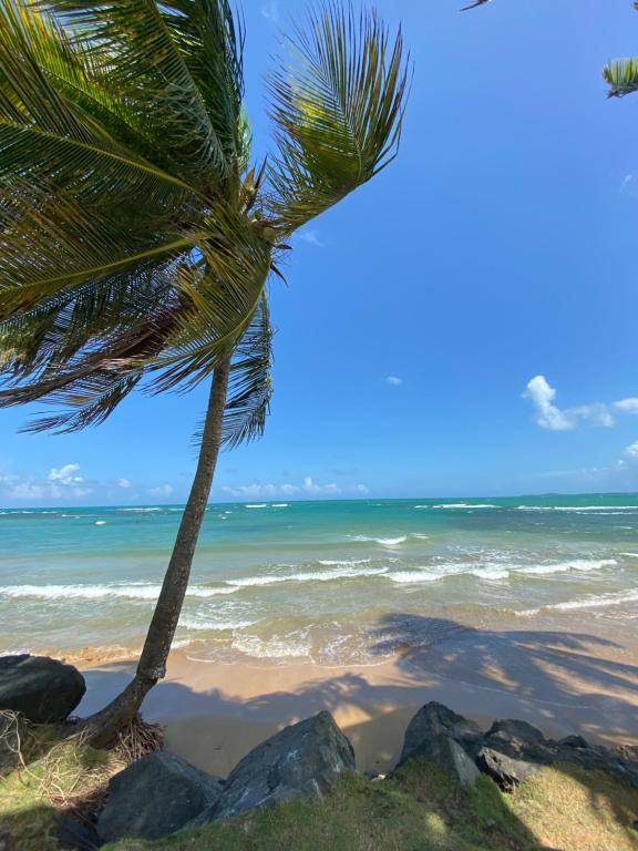 Blue Leaf by the Sea