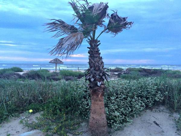 Unobstructed Oceanfront SEA OTTER Unit 4 Beach Pad!