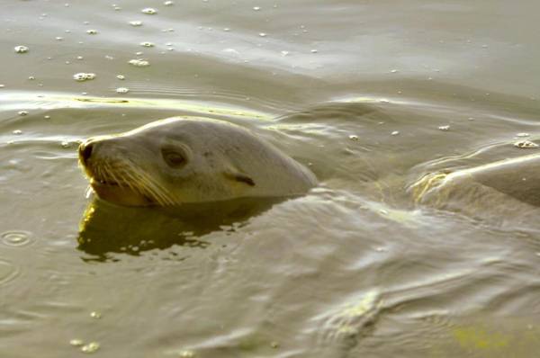 Captain's Inn at Moss Landing