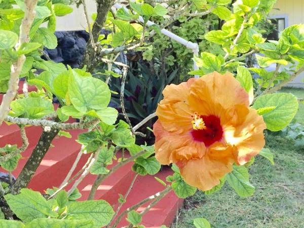 Hibiscus Hula Beach Cottage Steps to Beach Anahola Bay