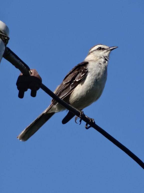 Ñangapiré Posada de Campo