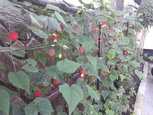 Villa Đăng Nguyên