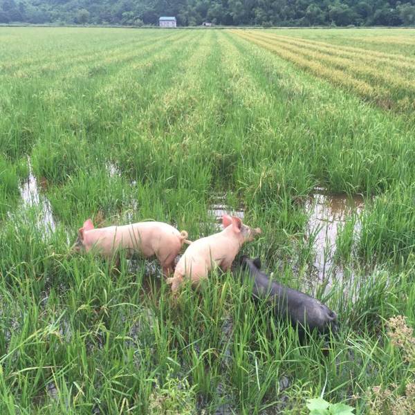 Trang An NP Homestay