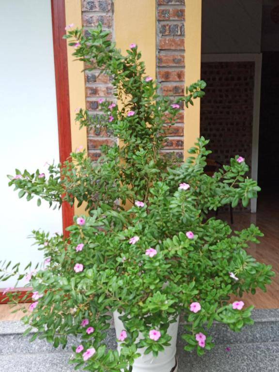 Green Space Homestay