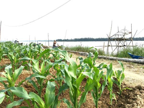 Riverside Hamlet Homestay & Villa