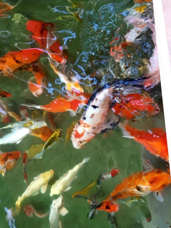 Little Dalat Coffee and Homestay