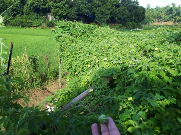 Meadow Mai Chau Homestay