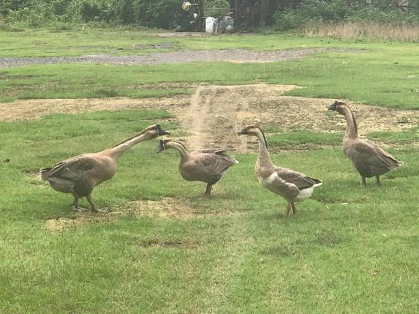 Mộc Nhiên Homstay Mai Chau