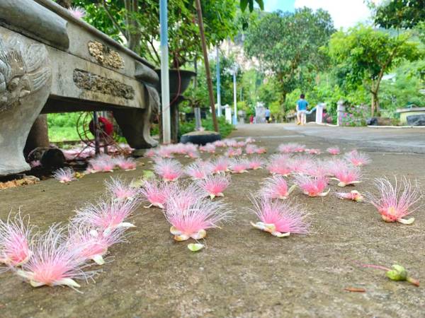 CAT BA PARK HOMESTAY