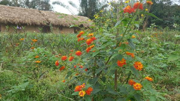 Luong Son Homestay Ecolodge