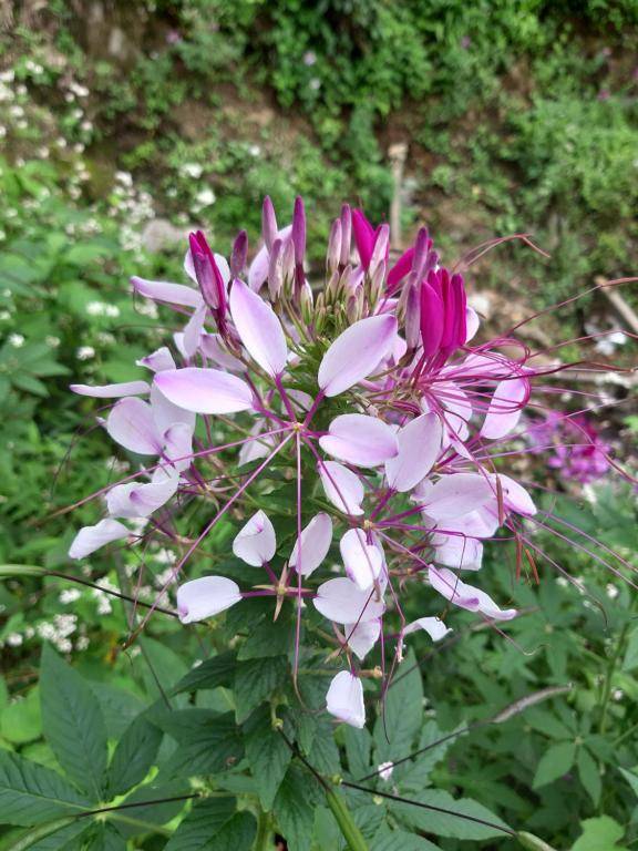 Indigenous homestay 1