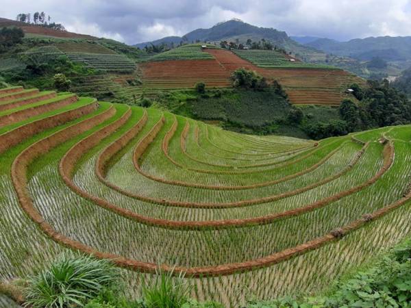 Indigenous homestay 1