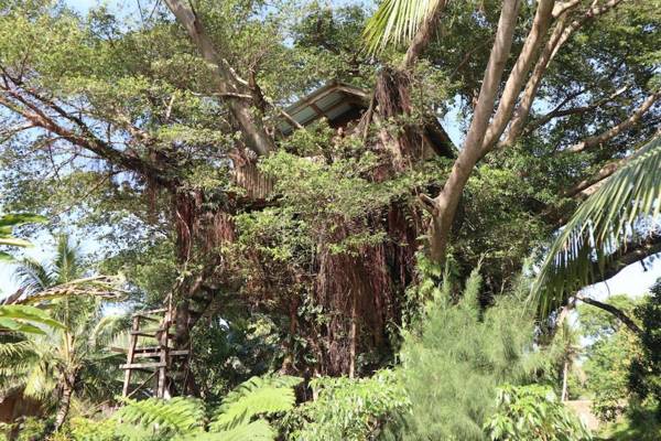 Castle Tree House