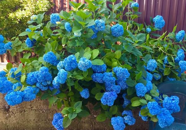 Psyrtskha Guest house