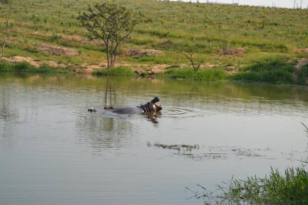 Kruger Park Lodge - Golf Safari SA