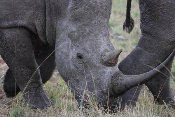 Whalesong Guest House