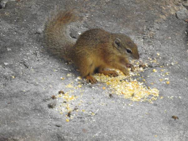 Birds Babble Self Catering