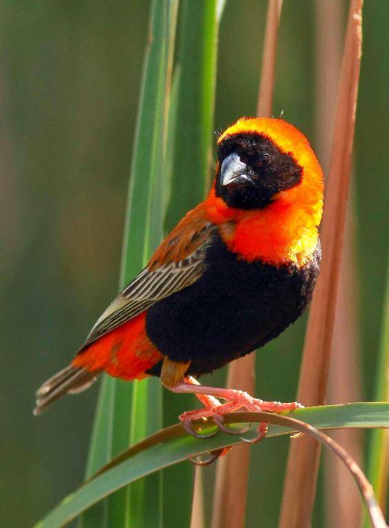 Montagu Vines Guesthouse