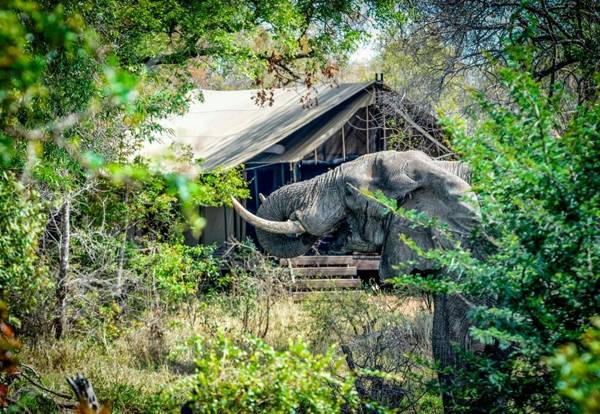 Honeyguide Tented Safari Camps - Mantobeni