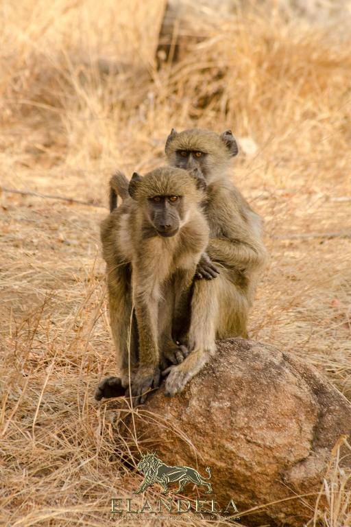 Elandela Private Game Reserve and Luxury Lodge