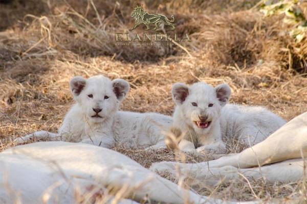 Elandela Private Game Reserve and Luxury Lodge