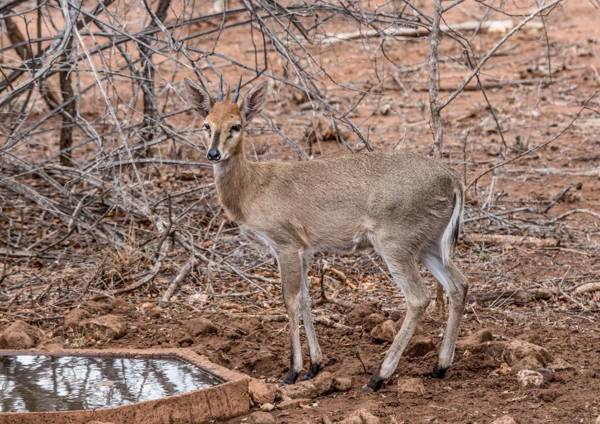 Mawusi Bush Lodge