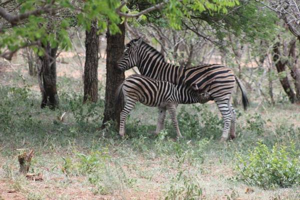 Wild Dog Guest Lodge