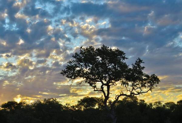 Wild Dog Guest Lodge