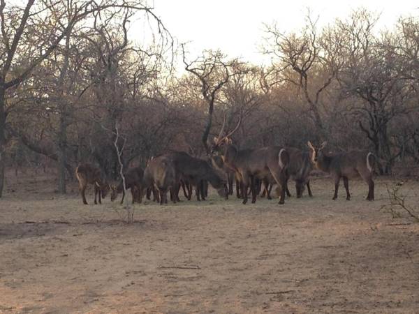 THE BAOBAB BUSH LODGE no self catering tv in lapa