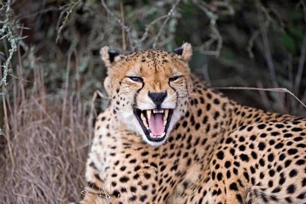 Hlosi Game Lodge - Amakhala Game Reserve