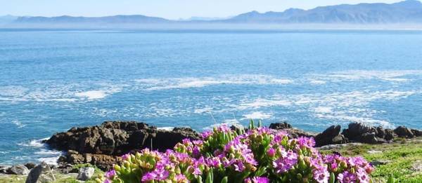 Kleinzee Oceanfront Guesthouse