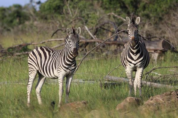 Horseshoe Game Reserve