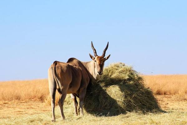 Ilanga Game & Fishing Lodge
