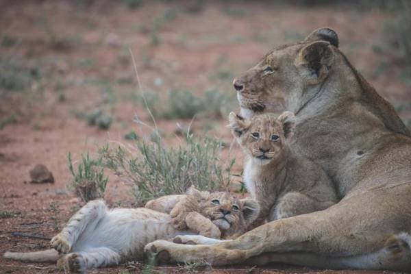 Ku Sungula Safari Lodge