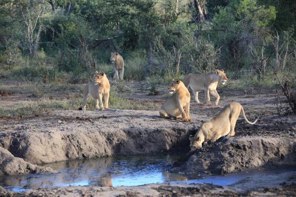 Maninghi Lodge