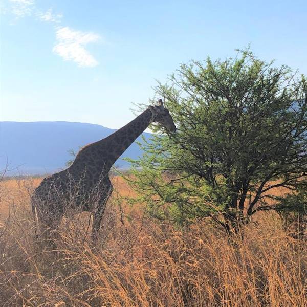 Honeyguide Ranger Camp