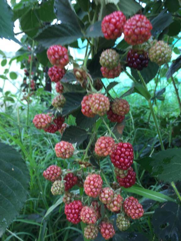 Esther's Country Lodge