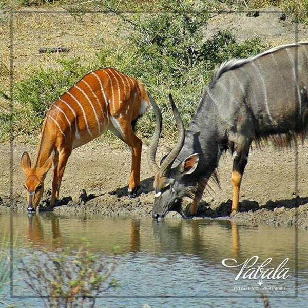 Pabala Private Nature Reserve