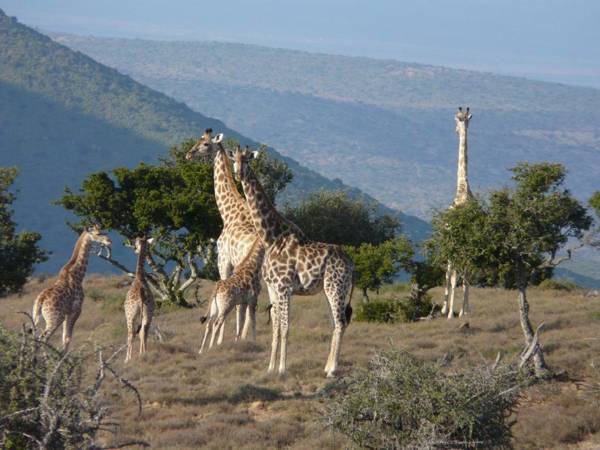 Koedoeskop Private Mountain Reserve