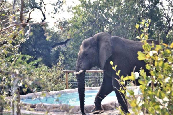 Baluleni Safari Lodge