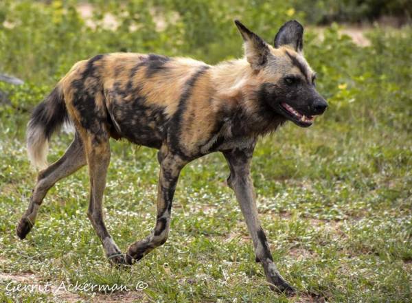 Elephant Plains Game Lodge