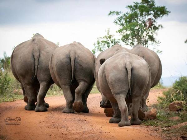 Elephants Crossing