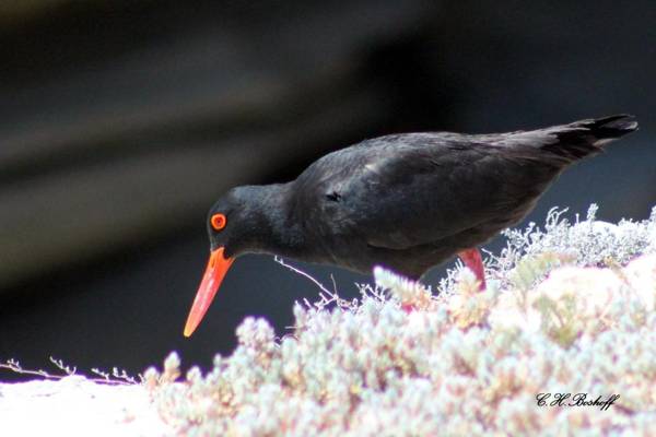 Walkerbay Accommodation