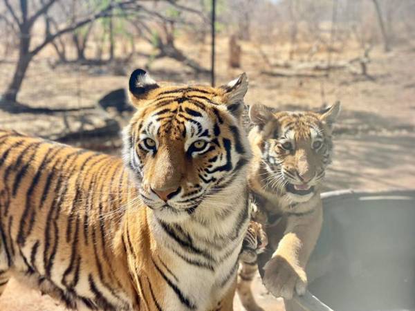 Simba Safaris Private Game Lodge with Predators