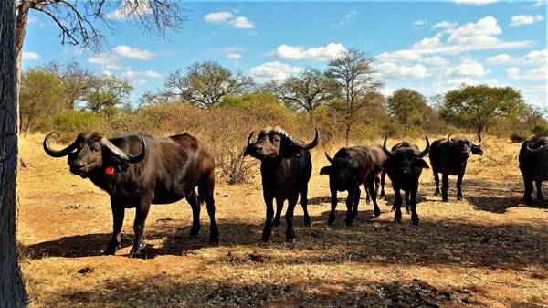 Simba Safaris Private Game Lodge