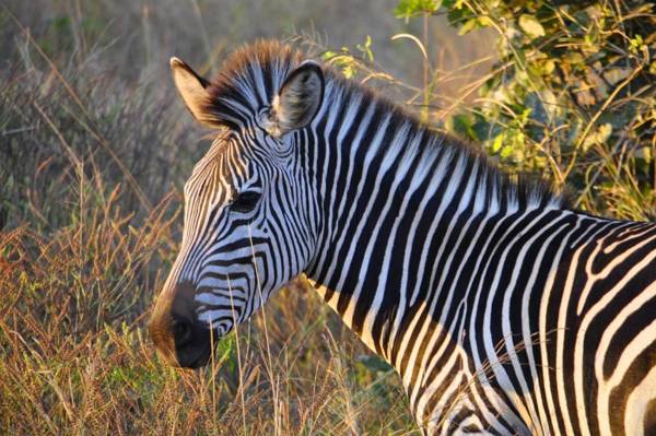 Chikunto Safari Lodge
